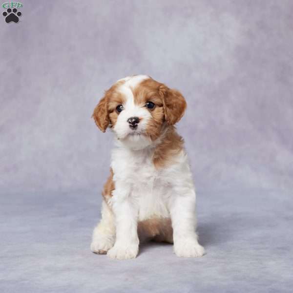 Sam, Cavapoo Puppy